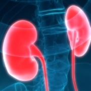 no-difference-in-kidney-transplantation-outcomes-for-HIV-positive-recipients-regardless-of-donor-HIV-status